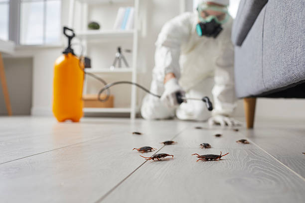 Commercial Rodent Management in Highland